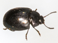 Phaedon tumidulus